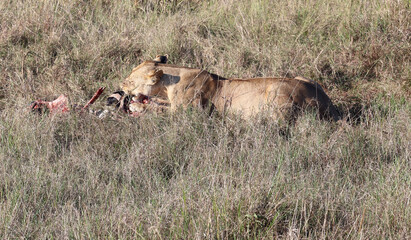 Lionesse eat prey in grass
