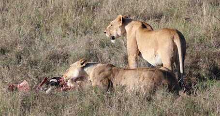 Two lionesses eat prey in grass