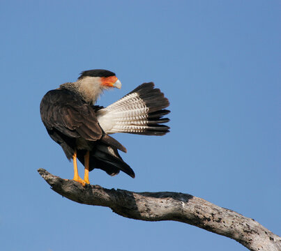 Low angle view of a Crested Caracara perching on a branch (Polyborus plancus )