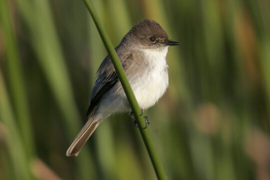 Close-up of an Eastern Phoebe perching on a twig (Sayornis phoebe)
