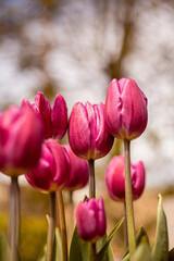 Tulpen Rosa Bokeh Blume Garten Frühling 