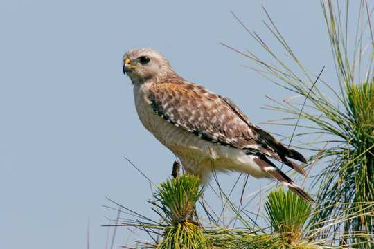 Close-up of a Red-shouldered Hawk perching (Buteo lineatus)