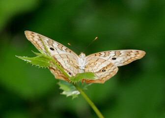 Close-up of a White Peacock Butterfly on a twig (Anartia jatrophae)