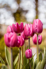 Tulpen Rosa Bokeh Blume Garten Frühling 