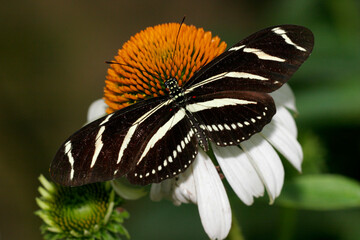 Close-up of a Zebra Longwing Butterfly on a flower pollinating (Heliconius charitonius)