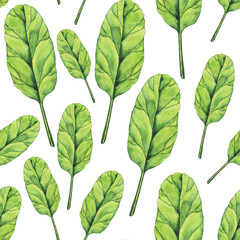 Watercolor Spinach leaf seamless pattern on white background. Greenery hand drawing illustration. Healthy food.