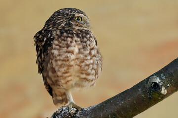 Close-up of a little owl standing on a branch on one leg (Athene noctua)