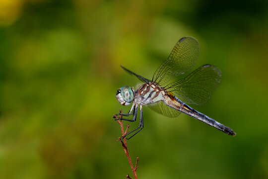 Side profile of a Blue Dasher Dragonfly on a twig (Pachydiplax longipennis)