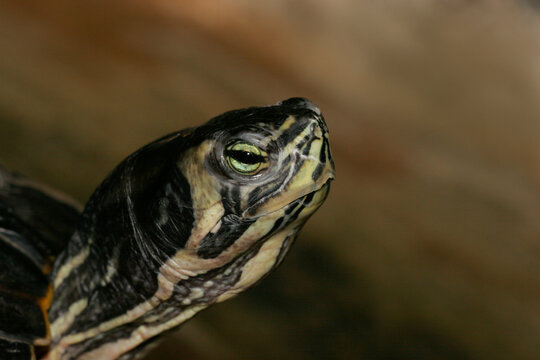 Close-up of a turtle