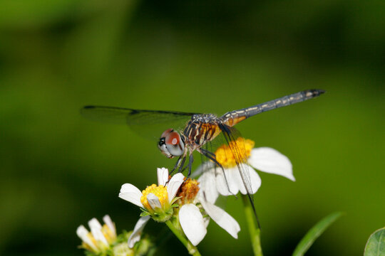 Close-up of a Blue Dasher Dragonfly on a flower pollinating (Pachydiplax longipennis)
