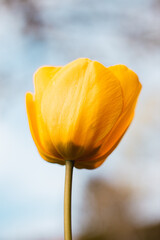 Tulpe Gelb Bokeh Blume Garten Frühling 