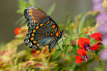 Close-up of a Red-spotted Purple Butterfly on leaves (Limenitis arthemis astyanax)