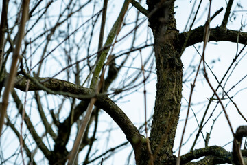 bare leafless branches, white sky background