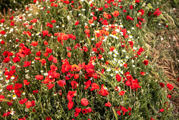 poppy field in spring