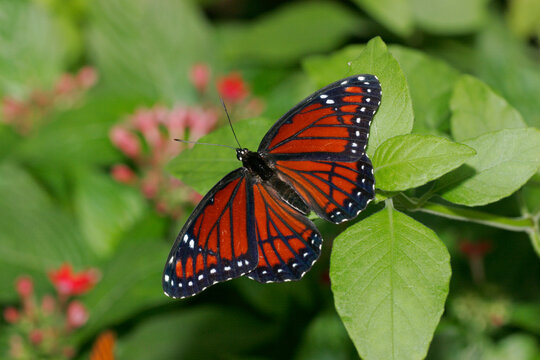 High angle view of a Viceroy Butterfly on a leaf (Limenitis archippus)