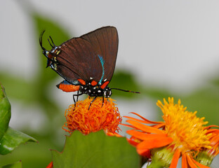 Close-up of a Great Purple Hairstreak Butterfly on a flower pollinating (Atlides halesus)
