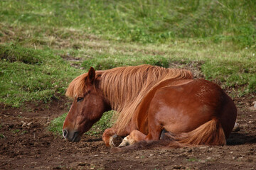 Islandpferd / Icelandic horse / Equus ferus caballus