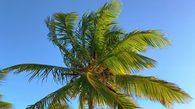 Wonderful Carribean Palm trees moving in the wind - travel photography