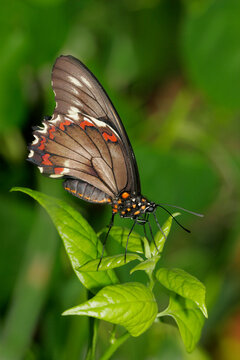 Close-up of a Gold Rim Swallowtail Butterfly on leaves