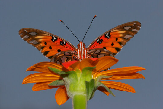 Low angle view of a Gulf Fritillary Butterfly on a flower pollinating (Agraulis vanillae)