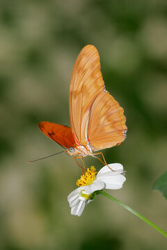 Close-up of a Julia Butterfly on a flower pollinating (Dryas julia)
