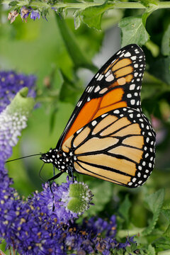 Side profile of a Monarch Butterfly on a flower pollinating (Danaus plexippus)