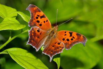 High angle view of a Question Mark butterfly on a leaf (Polygonia interrogationis)