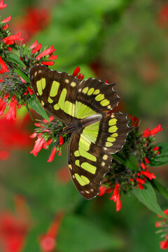 Close-up of a Malachite butterfly (Siproeta stelenes) on a coral plant (Russelia equisetiformis)
