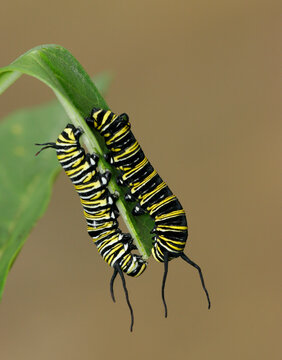 Close-up of two caterpillars of Monarch butterflies crawling on a leaf (Danaus plexippus)