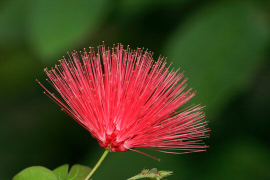 Close-up of a Red Powder Puff flower (Calliandra haematocephala)
