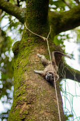 Funny photo of a tropical brown monkey climbing down a tree, on a green moss tree, Colombia
