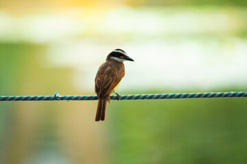 Beautiful photo of a tropical bird of brown color, with a black mask on a white head, with a black beak, sitting on a branch, on a green-yellow pond background