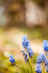 Perlhyazinthe Blaue Blüten Blume Frühling Garten 