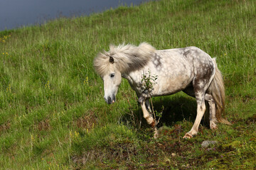 Islandpferd / Icelandic horse / Equus ferus caballus