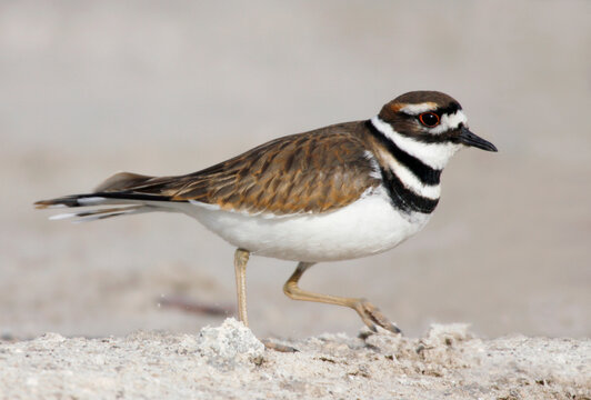 Side profile of a killdeer walking (Charadrius vociferus)