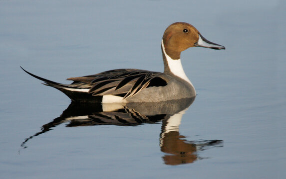 Side profile of a Northern Pintail swimming in water (Anas acuta)