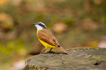 A beautiful photo of a small yellow tropical bird with brown wings, a white head and a black mask, looking up, sitting on a stump, on a yellow-green background