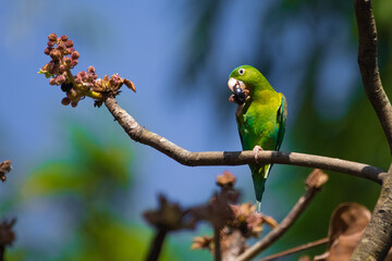 A beautiful photo of a green tropical little parrot that eats an olive, holding it in its paws, sitting on a branch, on a sunny day, against the blue sky in the park