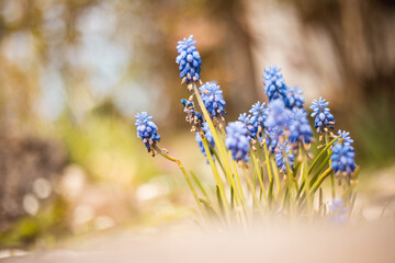 Perlhyazinthe Blaue Blüten Blume Frühling Garten 