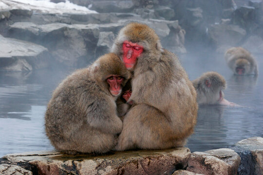 Close-up of two Japanese Macaques with their young one (Macaca fuscata)