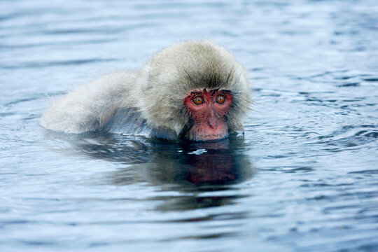 Close-up of a Japanese Macaque (Macaca fuscata)