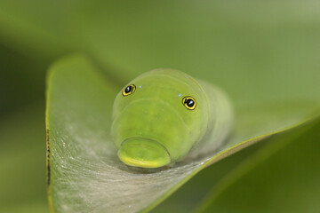 Close-up of a Tiger Swallowtail Caterpillar on a leaf (Papilio glaucus)