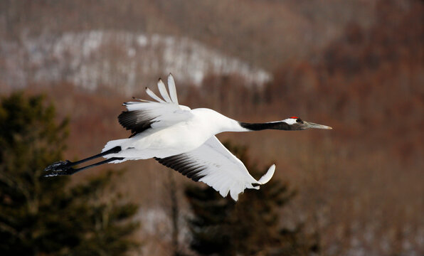 Close-up of a Red-crowned Crane flying (Grus japonensis)