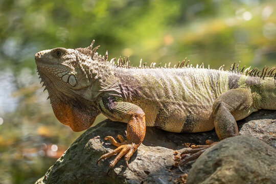 Beautiful photo of a cute green iguana with orange spots, sitting on a stone, and looking into the distance, by the pond, Colombia