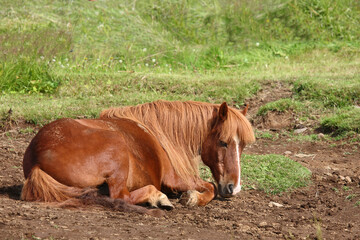 Naklejka premium Islandpferd / Icelandic horse / Equus ferus caballus