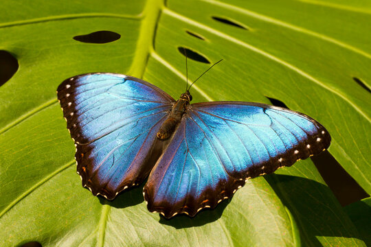 Morpho Peleides, blue morpho