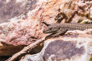 Lizard close up, macro, copy space, natural background. The lizard is on a rock stone