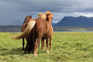 Islandpferd / Icelandic horse / Equus ferus caballus