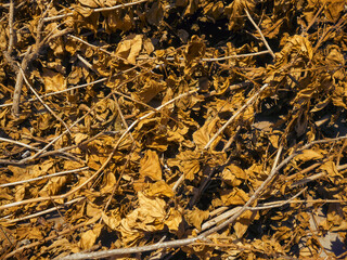Dry leaves texture. Autumn composition, Nature Art