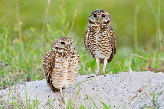 Burrowing Owl (Athene cunicularia) pair on ground